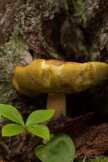 Mushroom1WM